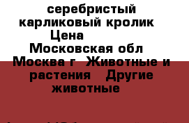 серебристый карликовый кролик › Цена ­ 1 000 - Московская обл., Москва г. Животные и растения » Другие животные   